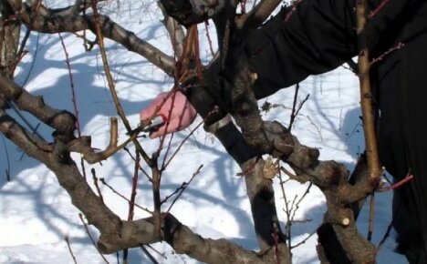 Грижа за бъдещата реколта - прибиране на резници от ябълки за присаждане през пролетта