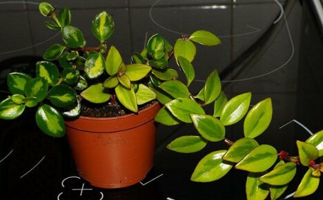 Pruning and reproduction of nematanthus at home