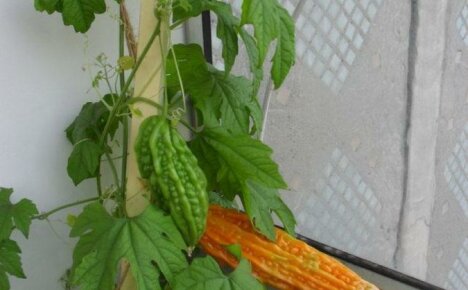 „Momordica“ auginimas namuose - grožis ir nauda jūsų balkone