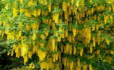 Bobovnik - Pflanzen und Pflege, Foto des schönsten goldenen Regens