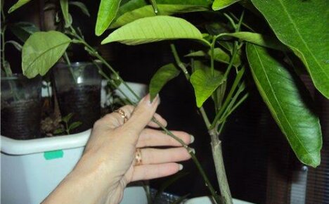 Come piantare il mandarino a casa: termini e metodi