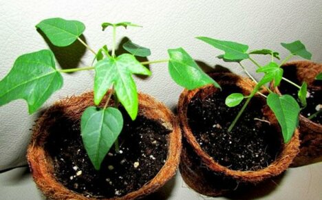 زراعة البابايا خطوة بخطوة من البذور في المنزل: نصيحة من متخصصين ذوي خبرة