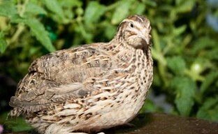 Choosing a breed of quail for keeping