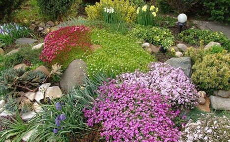 Alpenglijbaan met vaste planten in uw tuin