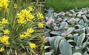 القوس الزخرفية Allium تخلق تأثيرات خاصة حقيقية على فراش الزهرة