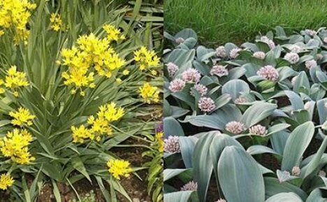 القوس الزخرفية Allium تخلق تأثيرات خاصة حقيقية على فراش الزهرة