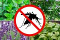 Ze zullen zowel decoreren als beschermen - planten die muggen in het land afstoten