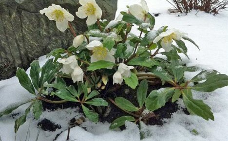 Pretentieloze nieskruid: planten en verzorgen van een winterharde bloem