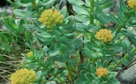 Faszinierende Kultivierung von Rhodiola rosea und Pflege in einem ländlichen Blumenbeet