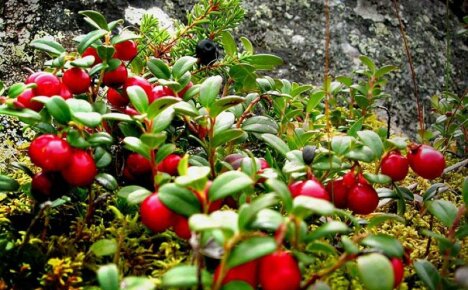 Nuttige eigenschappen van rode bosbes - wat is het geheim en de kracht van robijnrode bessen