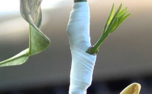 Growing an indoor lemon seedling and grafting for accelerated fruiting