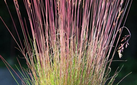 A simple solution for a spectacular lawn - red fescue