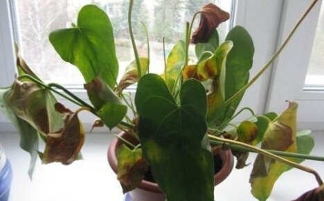 Why is anthurium drying - causes and solutions to the problem