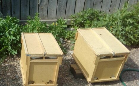 Разбиране какво представляват пакетите с пчели и как да се работи с тях