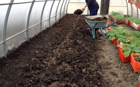 What manure is better for a greenhouse - choose organic matter for spring vegetables