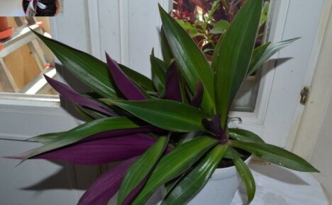 Large-sized Tradescantia or rheo flower - home care for an unpretentious bush