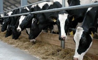 Pregătirea furajelor compuse pentru bovine