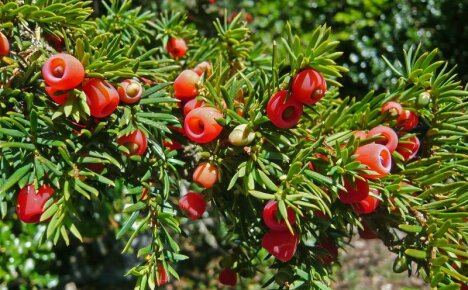Fructe de tisa - descriere și fotografie, condiții pentru cultivarea unei plante perene veșnic verzi