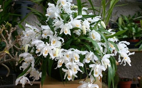 Cellogin's orchid - the queen of ampel indoor plants