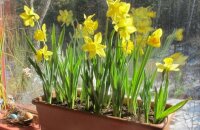 Pinipilit ang mga daffodil sa bahay mula A hanggang Z
