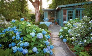 We grow hydrangea in the garden: how to care for a shrub