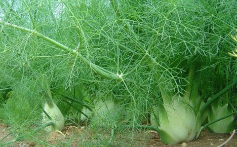 How to grow fennel in the country: planting, reproduction, caring for plants