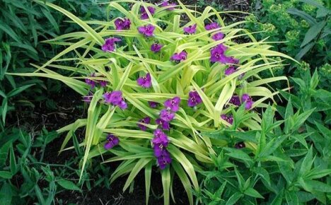 Tradescantia garden grows on the site, planting and caring for which is quite simple