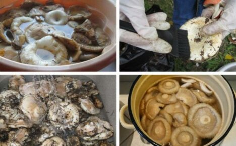 How to clean milk mushrooms for pickling - processing features for porcini and black mushrooms