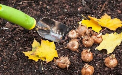 Uzgajamo zgodne narcise - kada saditi lukovice na jesen i zašto sada