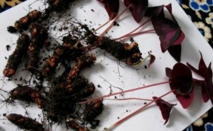 Reprodukcija višnje: jednostavni načini za dobivanje novog izvornog grma