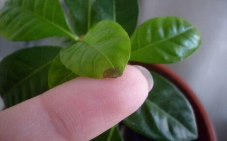 Why do home gardenia leaves rust and how to help the plant