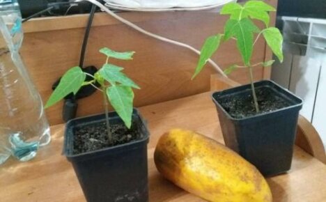 Hoe papaja thuis uit zaad te laten groeien: functies voor planten en verzorgen