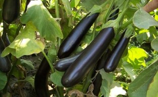 Odling av aubergine: allmänna rekommendationer och en snabb översikt över de bästa sorterna