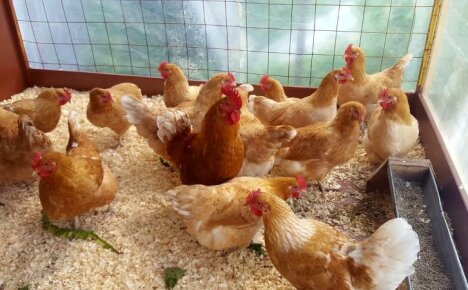 Kako hraniti kokoši nesilice kod kuće - sastavljamo cjelovitu prehranu