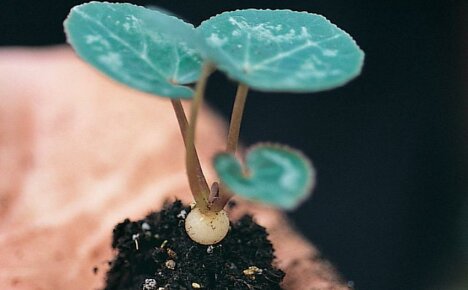 Hur man förökar cyklamen - alla sätt att få nya växter hemma