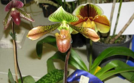 How to grow at home a lady's slipper pafiopedilum - we study the features of an unusual orchid