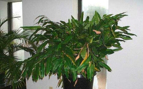 Cultivar cardamomo em casa é a maneira de criar trópicos no peitoril da janela