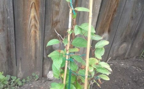 Cum să plantați lemongrass în toamnă - termeni și caracteristici ale procedurii