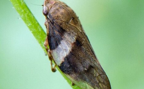 Use effective measures to combat leafhoppers at their summer cottage