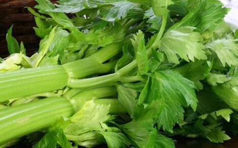 Pěstování ze semen celeru - pravidla a doporučení