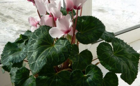 We take note of the useful properties and contraindications of cyclamen for our health
