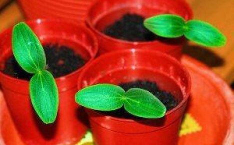 How to grow good cucumber seedlings at home?