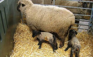 Công việc chăn nuôi trong chăn nuôi cừu