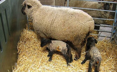 Zuchtarbeit in der Schafzucht