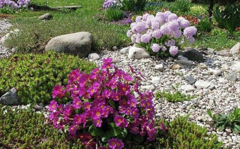 Sierlijke veelkleurige anemonen - planten en bekwame zorg