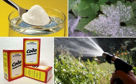 22 de modalități originale de a rezolva problemele de grădină și grădină - folosind bicarbonat de sodiu