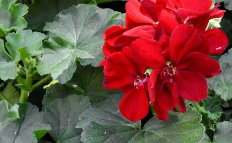 Medicinal properties of blood-red geranium and their use in herbal medicine