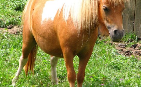 Wie man ein ungewöhnliches Pony-Haustier pflegt