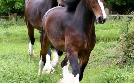 Shire-Pferderasse - es sollte viele gute Pferde geben