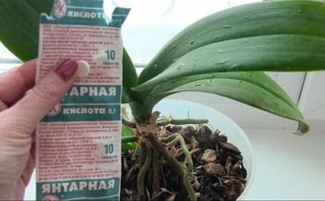 Farmacie verde pentru orhidee - acid succinic